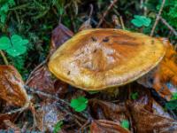 Hellbrauner größerer Pilz nahe am Waldboden